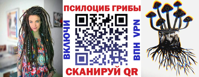 где можно купить   Дубна  Псилоцибиновые грибы Psilocybe 